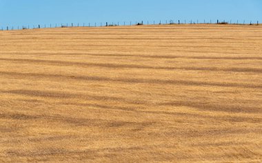 Soya üretim alanları. İnceleme ve ekin rotasyonu. Tekniğe kadar hayır. Soya fasulyesi ekimi için çimen kamışı kestim. Hassas tarım. Brezilya 'da tarım üretimi.