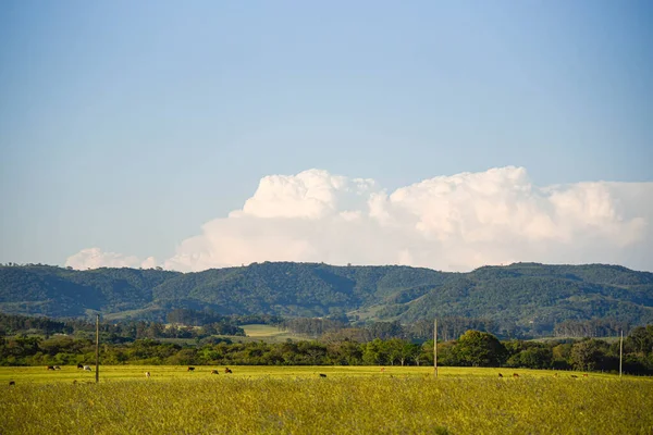 Farmářská Zvířata Venkovská Krajina Farmářská Pole Biomu Pampy Brazilský Generál — Stock fotografie