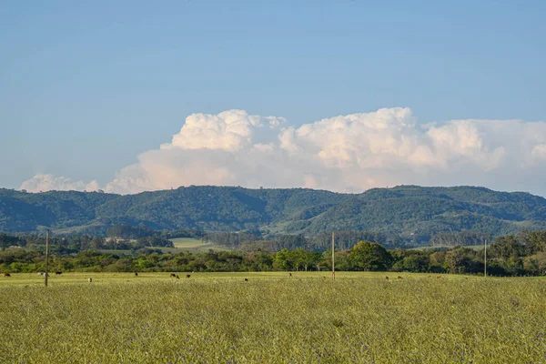 Boerderijdieren Landelijk Landschap Boerderijvelden Pampa Biome Serra Generaal Van Brazilië — Stockfoto