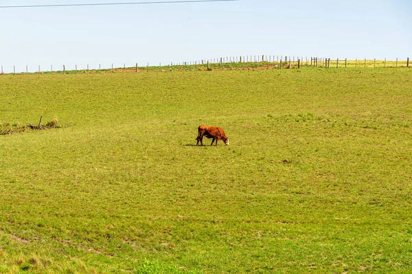 Farm animals. Extensive cattle breeding in Brazil. Small rural property. Agriculture in the fields of the pampa biome in RS. Raising beef cattle. Animal feed and protein production.