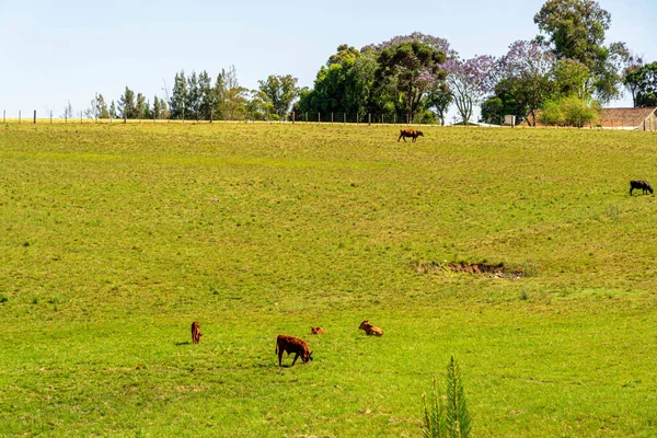 農場の動物だ ブラジルで大規模な牛の繁殖 小さな農村部の財産 Rsのパンパバイオームの分野での農業 牛の飼育 動物飼料とタンパク質生産 — ストック写真