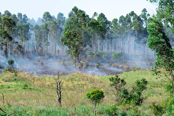 Feu Forêt Fumée Feu Zone Préservation Environnement Catastrophe Naturelle Incendies — Photo