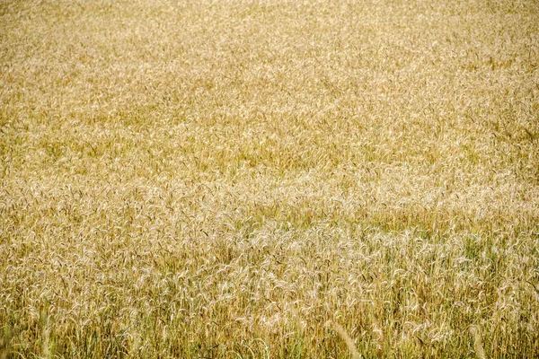 Wheat plantation. Agriculture. Agricultural production field in Brazil. Production of grains for food. Commodities.