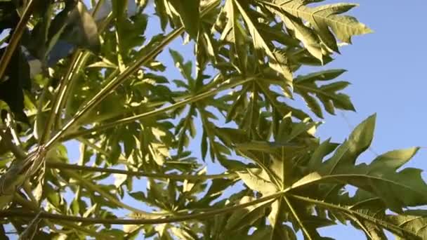 青空と対照的にパパイヤの木 — ストック動画