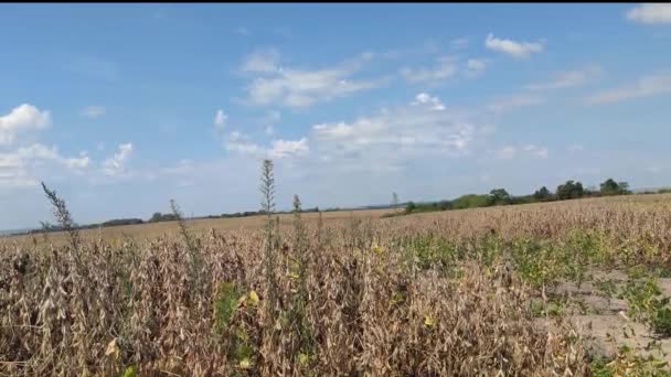 Güney Brezilya Soya Lavora Tarım Üretim Alanı Mallar — Stok video