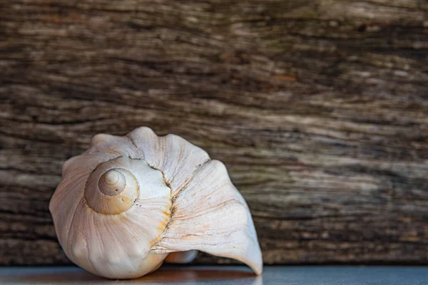 Sea Shells Limestone Carapace Marine Mollusks Craft Object Souvenir Sold — Stock Photo, Image