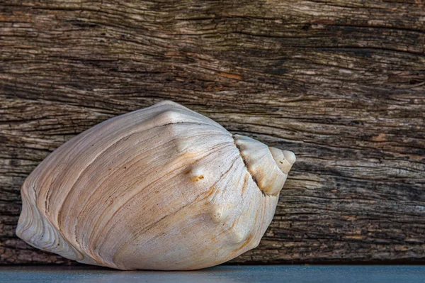 Zeeschelpen Kalksteen Van Zeeweekdieren Ambachtelijk Object Souvenir Verkocht Kustgebieden Schelpen — Stockfoto