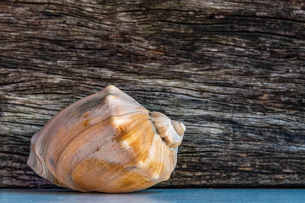 Sea shells. Limestone carapace of marine mollusks. Craft object. Souvenir sold in coastal areas. Shells also called it samb and tamb in Brazil.