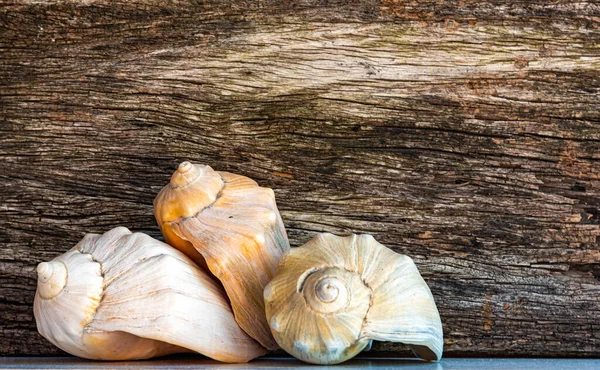 Sea Shells Limestone Carapace Marine Mollusks Craft Object Souvenir Sold Stock Photo