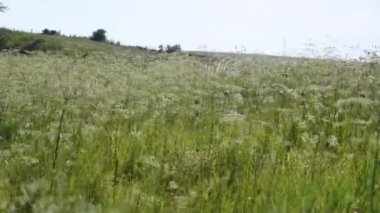 Karaguat (Bromelia dengesi) yetiştiriciliği. Gravat, Bromeliaceae familyasından bir bitki. Güçlü dikenleri olan uzun yaprakları var. Meyvelerdeki lifler giysi, kemer ve çanta hazırlamak için kullanılır.