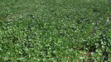 Güney Brezilya 'da büyük bir soya çiftliği. İhracat için tarım ve tahıl ürünleri. Tarım üretim alanları.