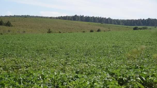 Grote Sojaplantage Zuid Brazilië Landbouw Graanproducten Voor Uitvoer Landbouwproductieterreinen — Stockvideo