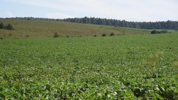 Velká Sójová Plantáž Jižní Brazílii Zemědělství Obilné Komodity Vývoz Zemědělská — Stock video