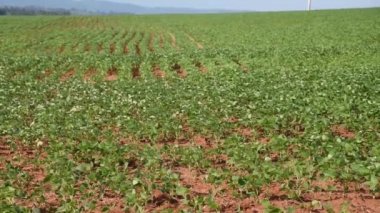 Güney Brezilya 'da büyük bir soya çiftliği. İhracat için tarım ve tahıl ürünleri. Tarım üretim alanları.