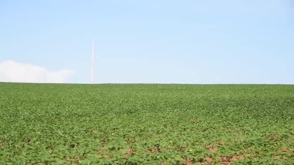 Große Sojaplantage Süden Brasiliens Landwirtschaft Und Getreiderohstoffe Für Den Export — Stockvideo