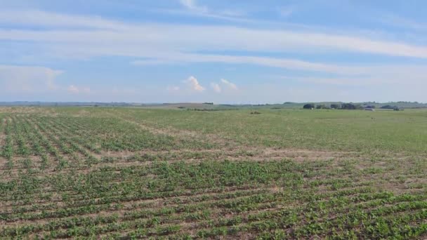 Große Sojaplantage Süden Brasiliens Landwirtschaft Und Getreiderohstoffe Für Den Export — Stockvideo