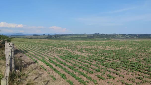 Grote Sojaplantage Zuid Brazilië Landbouw Graanproducten Voor Uitvoer Landbouwproductieterreinen — Stockvideo