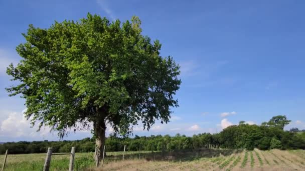 Esdoorn Boom Blauwe Achtergrond Horizon Landelijk Bucolisch Landschap Grote Snel — Stockvideo