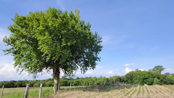 Árbol Arce Fondo Azul Horizonte Paisaje Rural Bucólico Árbol Caducifolio — Vídeos de Stock