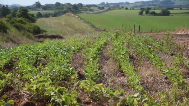 Gran Plantación Soja Sur Brasil Agricultura Granos Para Exportación Campos — Vídeo de stock