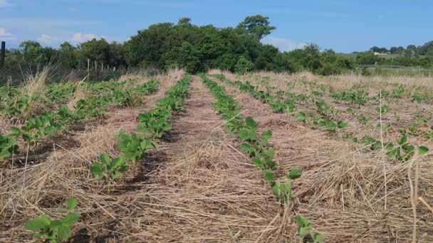 Velká Sójová Plantáž Jižní Brazílii Zemědělství Obilné Komodity Vývoz Zemědělská — Stock video