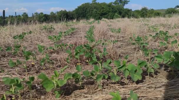 Velká Sójová Plantáž Jižní Brazílii Zemědělství Obilné Komodity Vývoz Zemědělská — Stock video