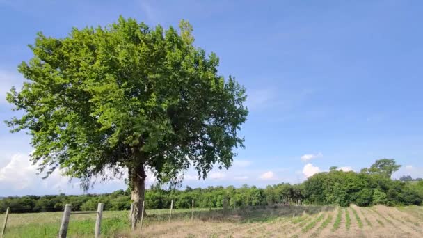 Javor Modré Pozadí Horizont Venkovská Bukolická Krajina Velký Rychle Rozvíjející — Stock video