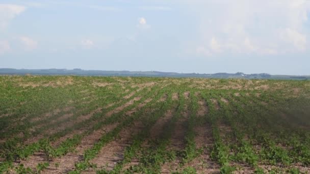 Velká Sójová Plantáž Jižní Brazílii Zemědělství Obilné Komodity Vývoz Zemědělská — Stock video