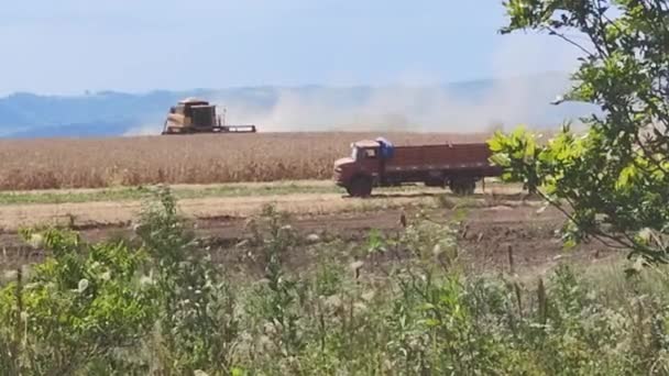田间工作中的收获机 收获燕麦的机器 巴西的谷物收成 精密农业 — 图库视频影像