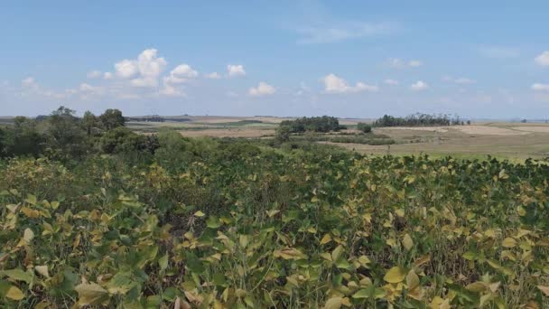 大豆种植园 乡村风景 巴西南部的谷物种植 — 图库视频影像