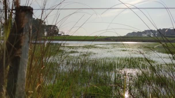 Невелике Прісноводне Озеро Вкрите Рослинністю — стокове відео