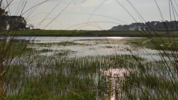 Piccolo Lago Acqua Dolce Coperto Vegetazione — Video Stock