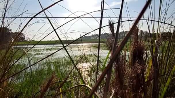 Pequeño Lago Agua Dulce Cubierto Vegetación — Vídeo de stock