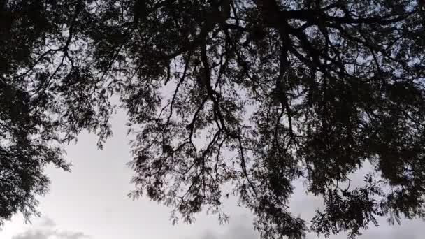 Cielo Azul Nubes Cumulonimbus Horizonte Día Sol Luz Tarde Verano — Vídeos de Stock