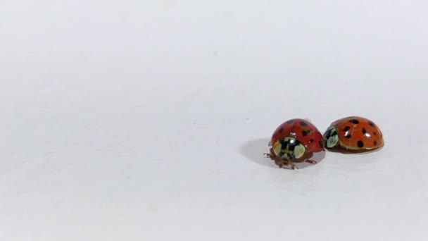 Coccinella Septempunctata Scientific Classification Kingdom Animalia Phylum Seven Spot Ladybird — Stock video