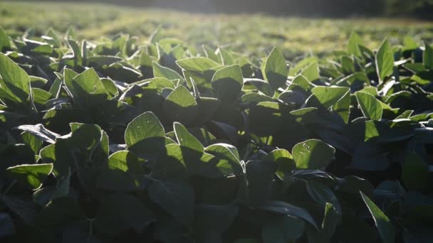 夜明けに大豆プランテーション 穀物生産の大規模な領域 輸出用大豆の生産 ブラジルの農業 精密農業 農業生産分野 — ストック動画