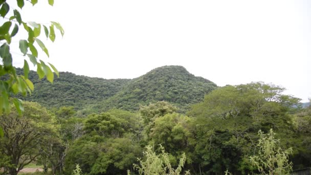 Forêt Brésilienne Végétation Forêt Atlantique Enfer Vert Biodiversité Des Forêts — Video