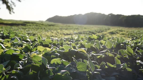 黎明时分的大豆种植园 粮食生产面积大 生产大豆供出口 巴西农产企业 精准农业 农业生产领域 — 图库视频影像