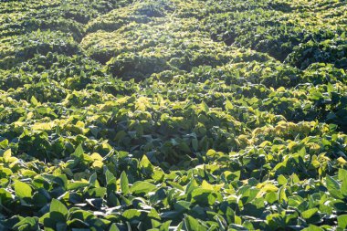 Turist anıtı. So Marcos 'taki İtalyan göçmeni Santa Maria RS Brezilya' ya övün. Turistik bölge. Bilinmeyen hedefler