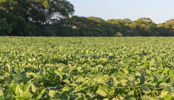 Turist anıtı. So Marcos 'taki İtalyan göçmeni Santa Maria RS Brezilya' ya övün. Turistik bölge. Bilinmeyen hedefler