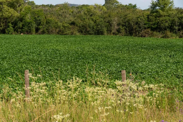 Turistmonumentet Tribut Till Den Italienska Invandraren Marcos Santa Maria Brasilien — Stockfoto