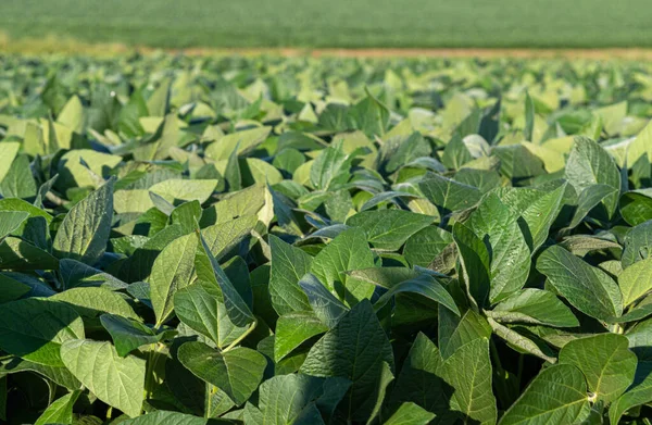 Turist anıtı. So Marcos 'taki İtalyan göçmeni Santa Maria RS Brezilya' ya övün. Turistik bölge. Bilinmeyen hedefler
