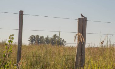 Güney Brezilya 'ya özgü kuşlar. Pampa biyomunda kırsal alan. Doğa. Dikenli tellere tünemiş kuşlar.
