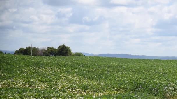 Große Sojabohnenplantage Brasilien Der Entwicklungsphase Und Getreideabfüllung — Stockvideo