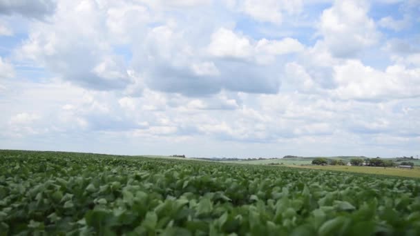 Große Sojabohnenplantage Brasilien Der Entwicklungsphase Und Getreideabfüllung — Stockvideo
