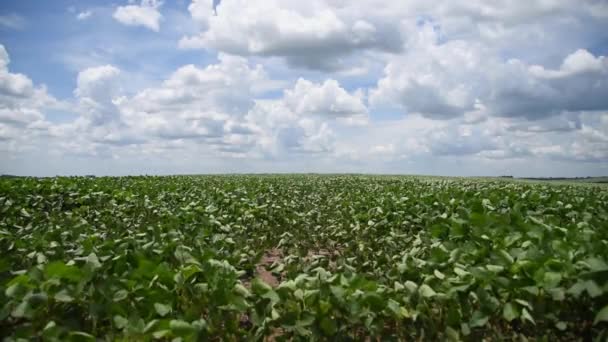 Große Sojabohnenplantage Brasilien Der Entwicklungsphase Und Getreideabfüllung — Stockvideo