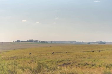 Brezilya 'da sığır yetiştiren geniş bir çiftlik. Tarlada beslenen çiftlik hayvanları. Tarım üretim alanı. Öküzler ve inekler çayırlarda.