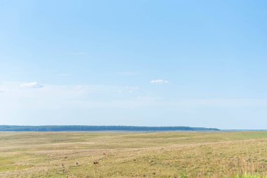 Brezilya 'da sığır yetiştiren geniş bir çiftlik. Tarlada beslenen çiftlik hayvanları. Tarım üretim alanı. Öküzler ve inekler çayırlarda.