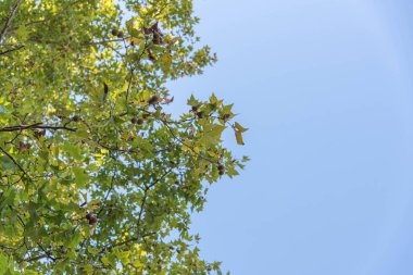 Mavi ufkun aksine akçaağaç ağacı. Süs bitkisi. Platanus cinsinden ağaçlar, Avrasya ve Kuzey Amerika 'ya özgü Platanaceae familyasından.