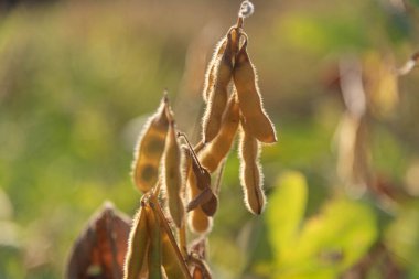 Soya fasulyesi tohumu (Glicine max) hasat için hazır. Bitki yağı üretimi için tahıllar. Soya meyveleri. Brezilya 'da tarım çiftliği. Bulanık arkaplan.